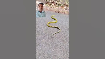 mahakal status bholenath status #status #shivshiv #snaketalk #trending
