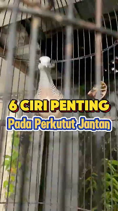 6 Ciri Penting Pada Perkutut Jantan Wajib Anda Tahu! Cek Deskripsi untuk Detail #perkutut #birds