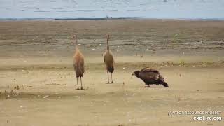 Mississippi River Flyway -  Standoff:  Sandhill Cranes vs juvi