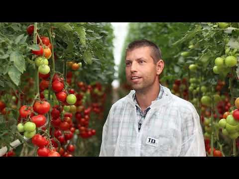 Videó: Paradicsom ültetése Egy üvegházban