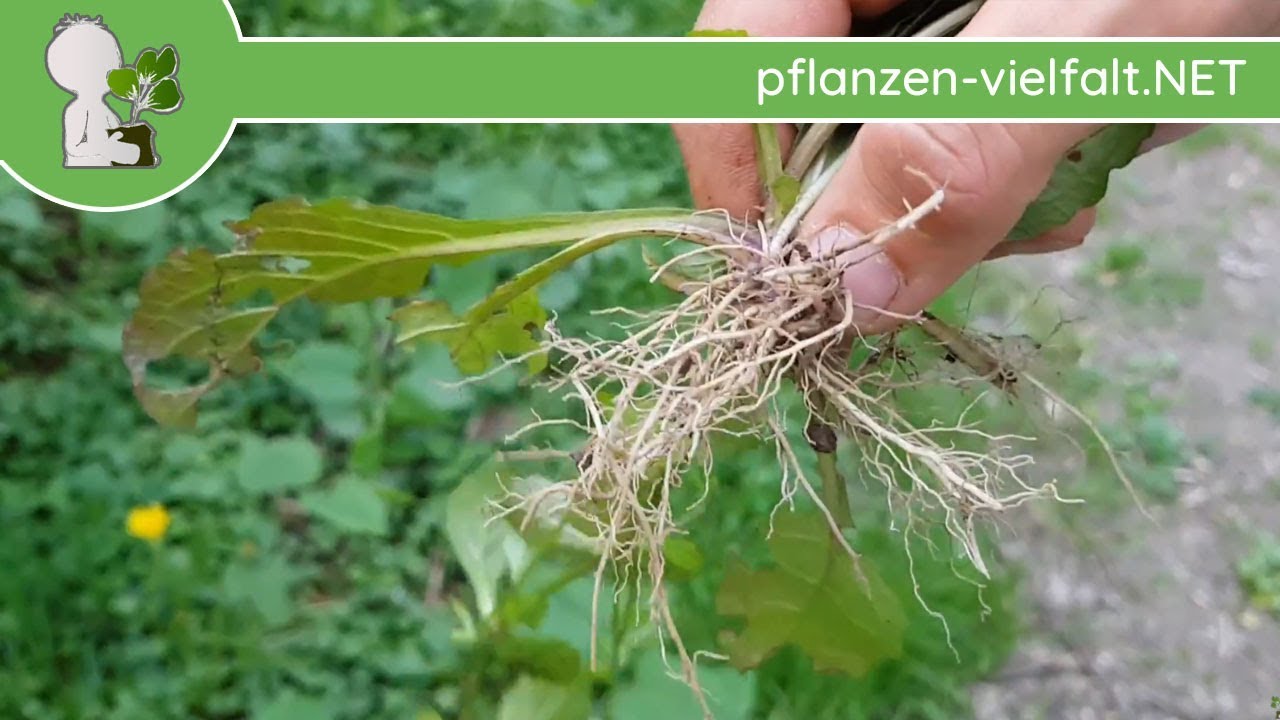 Kriechende Gnsel - Rhizom, Wurzel(nu) & Auslufer - 24.04.18 (Ajuga  reptans) - essbare Wildpflanzen