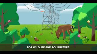 Using Selective Herbicide Applications to Help Plant Communities