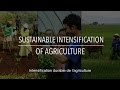 FAO Collection Politiques: L’intensification durable de l’agriculture (avec sous-titres)