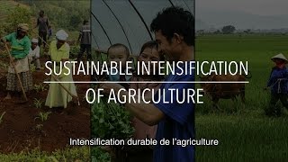 FAO Collection Politiques: L’intensification durable de l’agriculture (avec sous-titres)