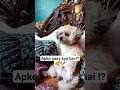 AAPKE PAAS KYA HAI..... ⁉️🤔😱😅 #RIOthecutePUPPY #shorts #youtubeshorts #dog #funny