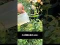 バラが急に枯れる原因、実はこれです