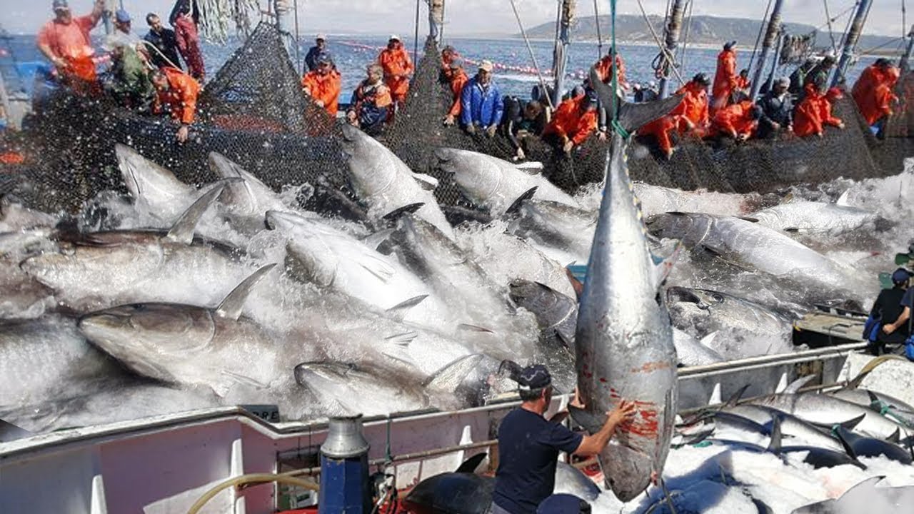 DESAFIOS DA PESCA PERIGOSA EM ALTO MAR