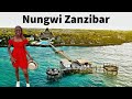 Pisode 5  meilleurs endroits  visiter  nungwi zanzibar  journe pique  essque zalu resort  liv kenya