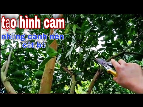 Video: Tỉa Cây Cam - Cách Và Khi Nào Cắt Tỉa Cây Cam