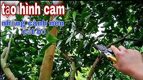 Cách TẠO HÌNH-CẮT NGỌN Cam, Bưởi/Phân Biệt 3 Loại Cành Nên Cắt/Kỹ Thuật Cắt Cành Tạo Tán Cam, Bưởi