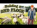 Going all in with dorper sheep  how im building my farm business  micro ranching for profit