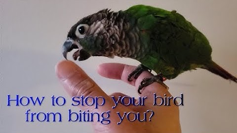How to avoid bird biting? Learn a VERY SIMPLE trick to teach your conure to not bite you