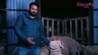 Hilal Ahmad Yatoo Share His Experience About Sheep Breeds#MARINO#