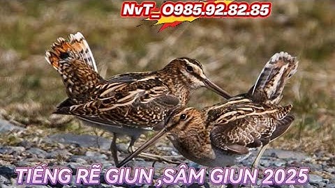 NvT_ TIẾNG RẼ GIUN , SÂM GIUN T8/2025