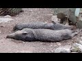 Javelina