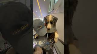 Guy Carrying a Dog Down the Escalator
