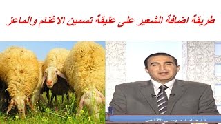 طريقة اضافة الشعير على عليقة تسمين الاغنام والماعز