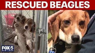 Famous Beagles rescued from poor conditions Net Worth