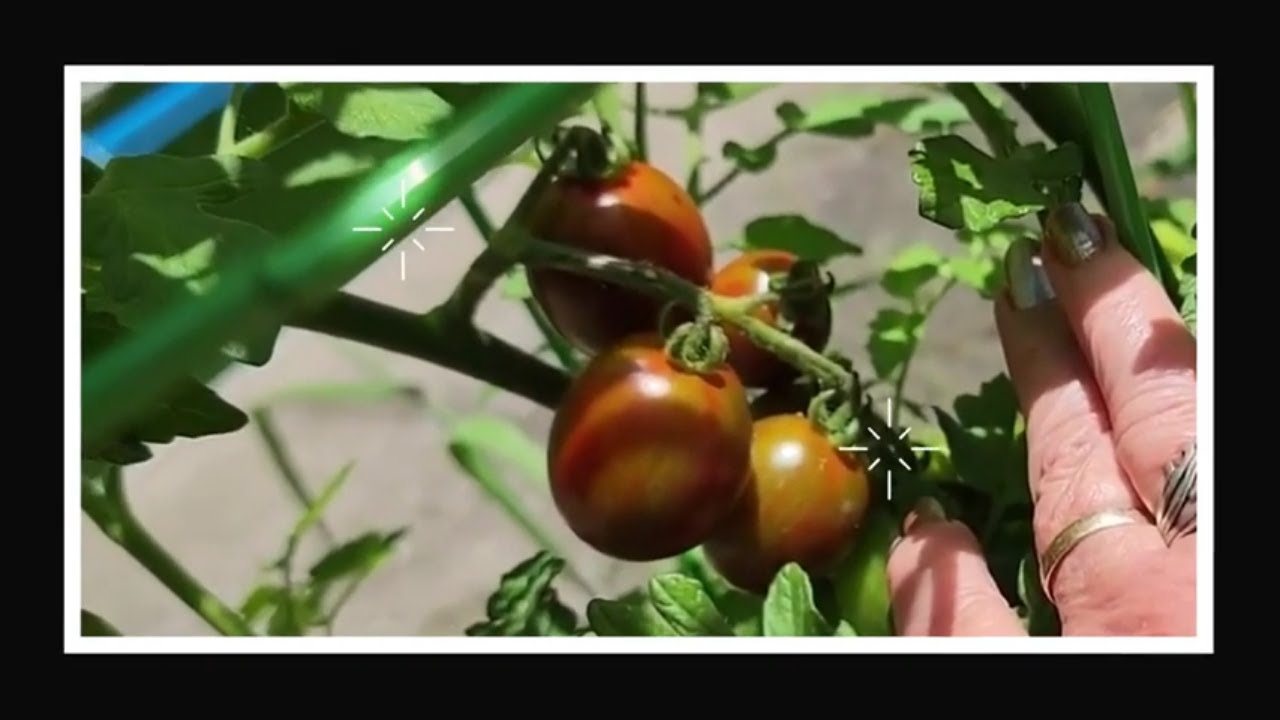 Chocolate Sprinkles Cherry Tomato YouTube