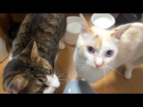 もぐもぐゴハンタイム