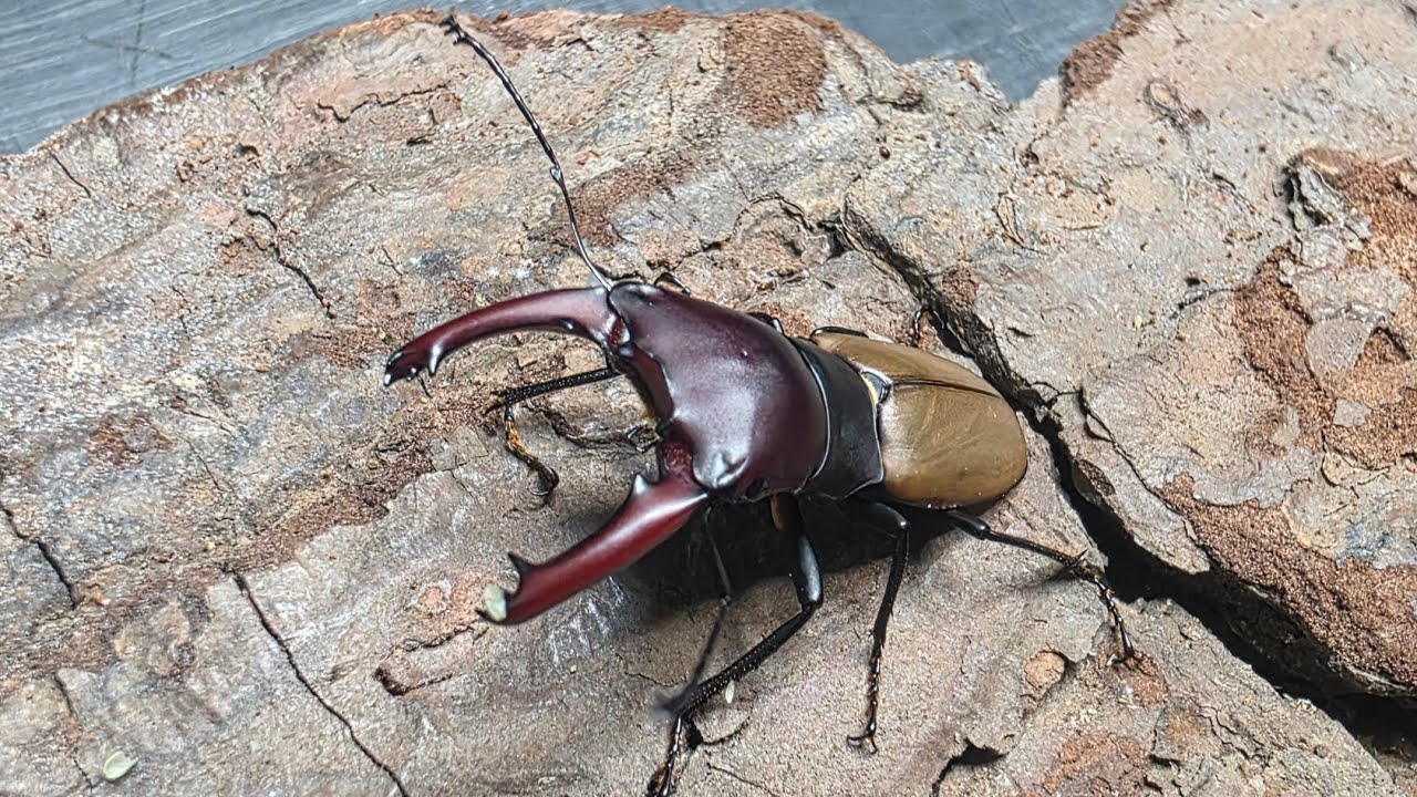 I was able to bring home a stag beetle that I couldn't afford to