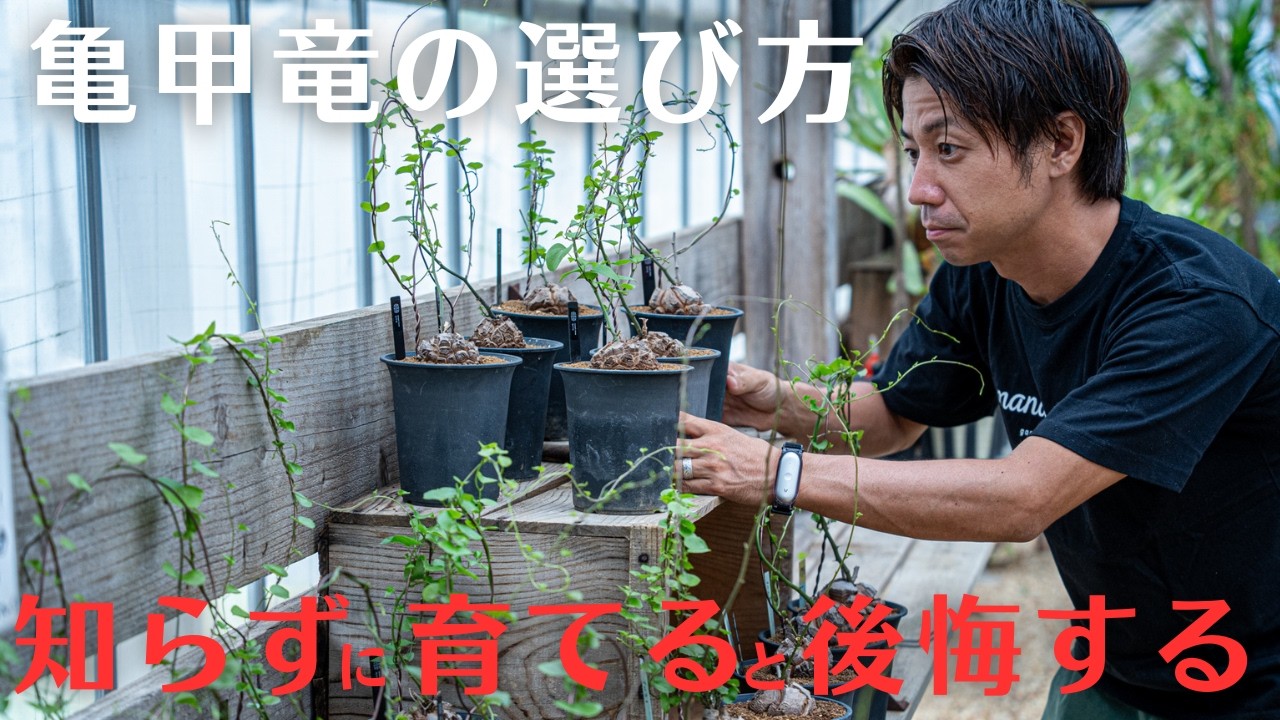 亀甲竜の管理方法2026年最新。選び方から亀甲竜がなぜ枯れるのか