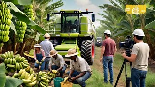 Farming Documentary HarvestBanana - Modern AgriculturalMachinery on Another