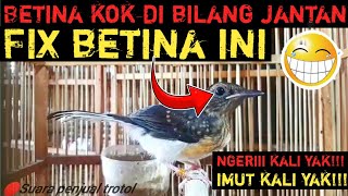 INI BETINA KOK DI ARAHKAN KE JANTAN‼️PETERNAK MURAI BATU PAHAM BETUL‼️TIPS DAN EDUKASI PEMULA‼️AMPUH