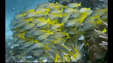 Raja Ampat (Indonesia) Scuba Diving Christmas 