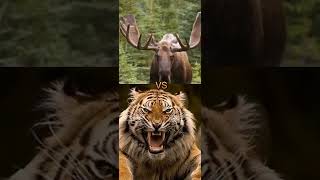 THE LION VS TIGER VS ORANGUTAN VS WOLF VS BEAR ( REAL LIFE) screenshot 5