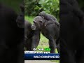 Chimpanzee Civil War: Uganda's Brutal Conflict #shorts