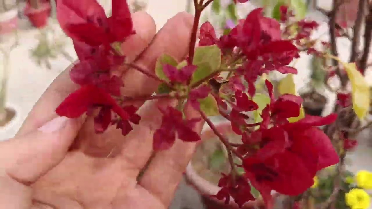 😀मैंने फूलों से सीखा है मुस्कुराना(अलविदा2025)