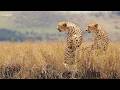 When the big cats roam - SafariLIVE Sunset - 30 May 2026