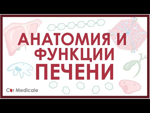 Видео: Как синусоиды определяют функцию печени?