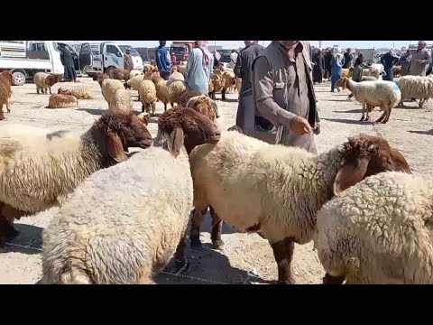 سوق صباح الخير 2024 7 22 أسعار الحلال الفاخر والغنم المحروفة والكباش والفطيمة والكبش واللحم والفطيمة