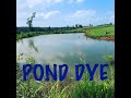 Adding POND DYE to a VERY muddy pond