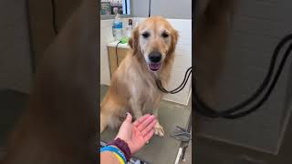 Dogs at the Salon | Busted Bus Edition by melissa the groomer 2,291 views 2 years ago 6 minutes, 8 seconds