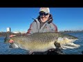 Giant brown trout milwaukee