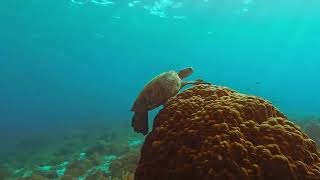 Green Sea Turtles - 1 Hour for Deep Sleep (Real Scuba Sounds, 4K, No Music)