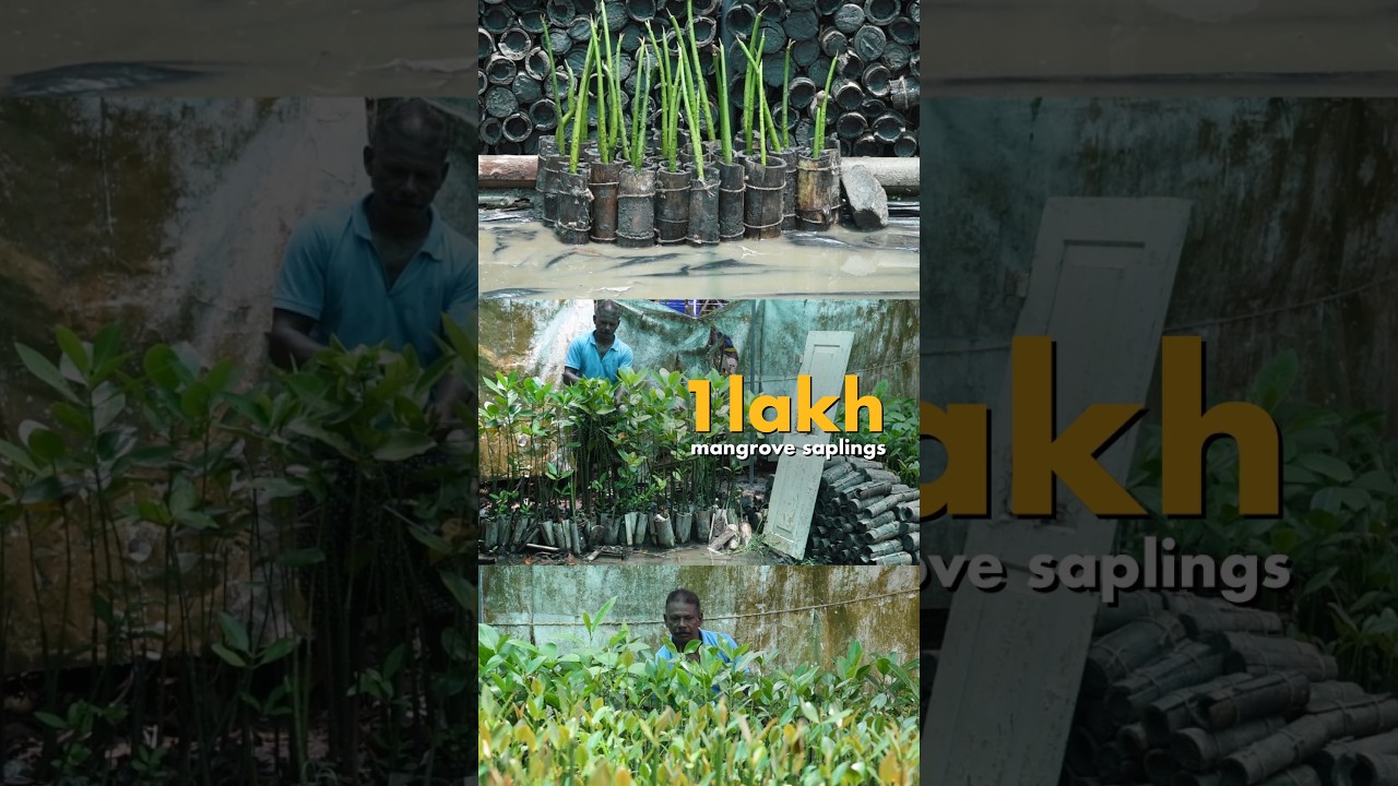 The mangrove man who has planted more than 50,000 saplings in #kerala  to fight climate change.