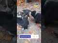 Дивиться, яки у нас піхотинці.