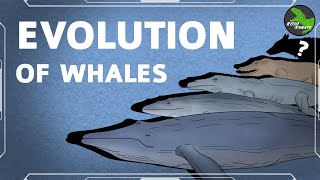 Evolution of Whales Animation