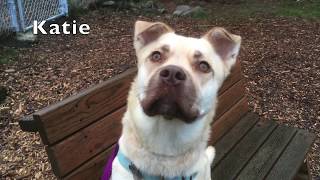 Meet Katie! (#226364)