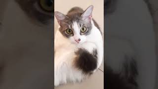 KUCING KUCING KUCING LAGI #kucing #hewan #cat #catlover #katten