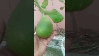 Lindos Mis Limonsitos