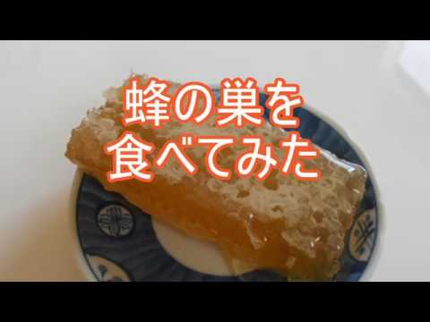 蜂の巣を食べてみたi Ate Comb Honey Youtube 蜂の巣を食べてみたi Ate Comb Honey Youtube