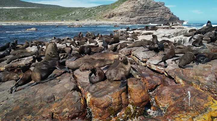 Seals of Good Hope - Cape of Good Hope,South Africa DJI Mavic Air 2S 5K