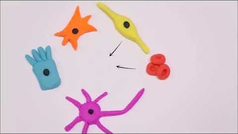 iPS cells: reversing cell differentiation