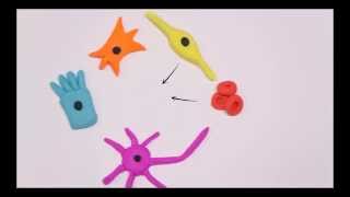 iPS cells: reversing cell differentiation