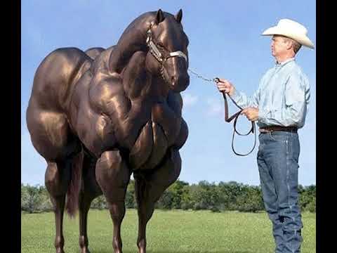 horse-on-steroids-(old-town-road)-(horses-in-the-back-meme)